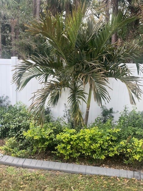 Hard freeze kills palms and shrubs on the treasure coast waste solutions available to help with fast clean up.